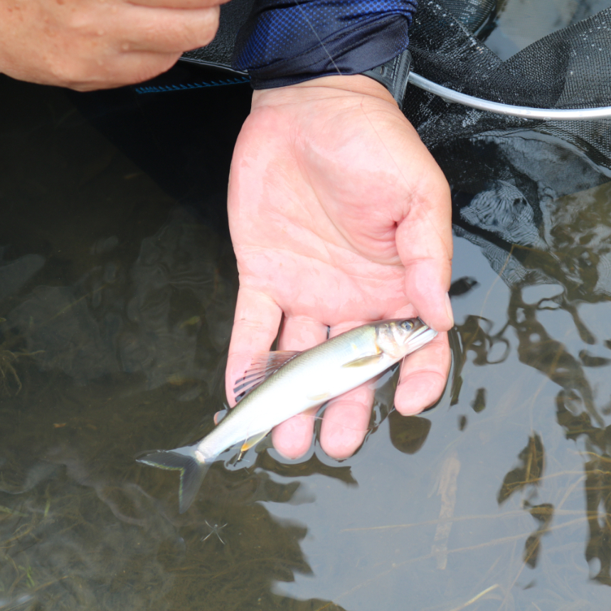 大子探訪】久慈川の鮎を求めて | NEWS | NATURE BASE DAIGO｜茨城県大子町